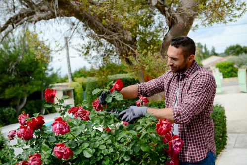 Professional pruning and hedge cutting service in West Drayton garden