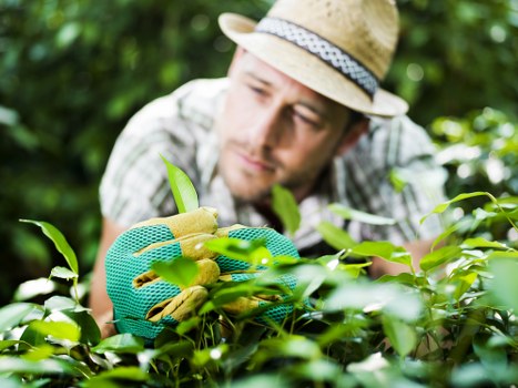 Safety-focused gardening service with PPE and careful planning in West Drayton