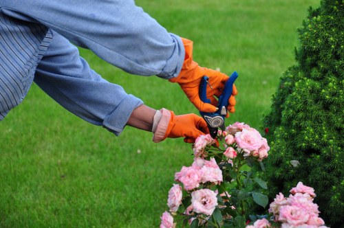 Professional lawn maintenance in West Drayton garden