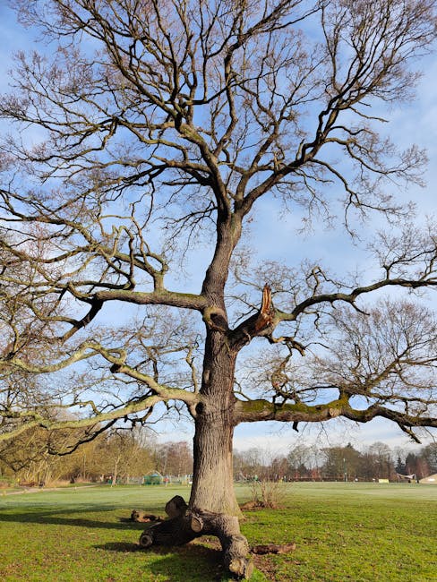 A large deciduous tree with several thick, gnarled branches extending outward in a park setting. The tree has a sturdy trunk with textured bark and is devoid of leaves, indicating a dormant season. Th