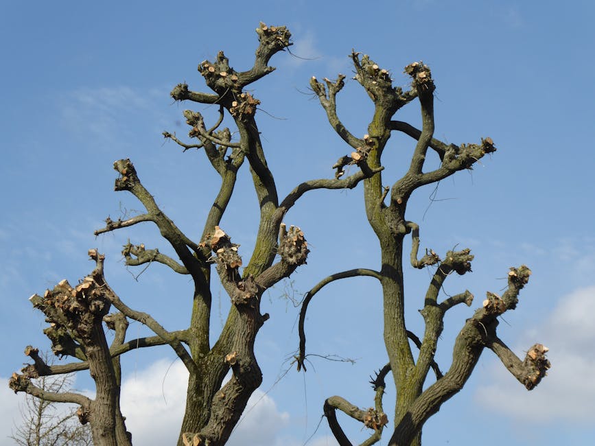 A large deciduous tree with several thick, gnarled branches extending outward in a park setting. The tree has a sturdy trunk with textured bark and is devoid of leaves, indicating a dormant season. Th